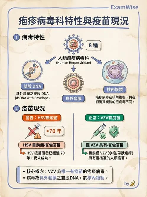 醫檢師 - 疱疹病毒科 - AI 圖文解析預覽