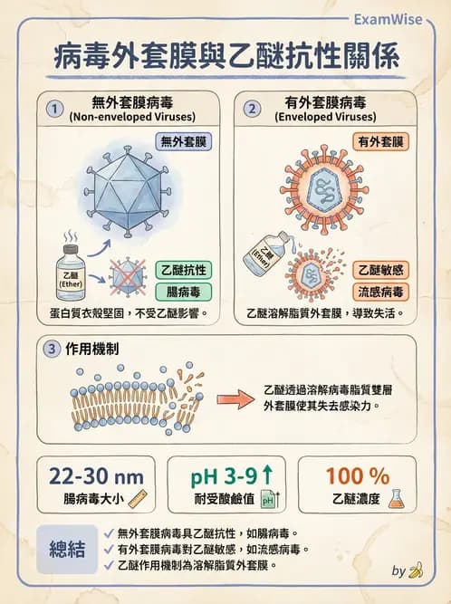 醫檢師 - 小RNA病毒科與腸道病毒 - AI 圖文解析預覽