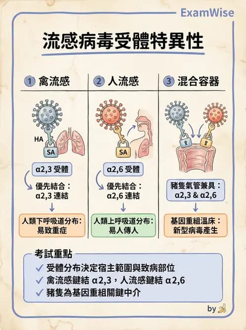 醫檢師 - 正黏液病毒科(流感) - AI 圖文解析預覽