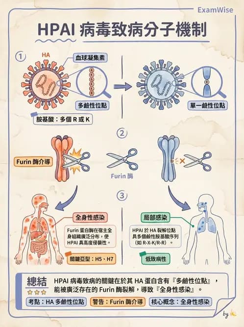 醫檢師 - 正黏液病毒科(流感) - AI 圖文解析預覽