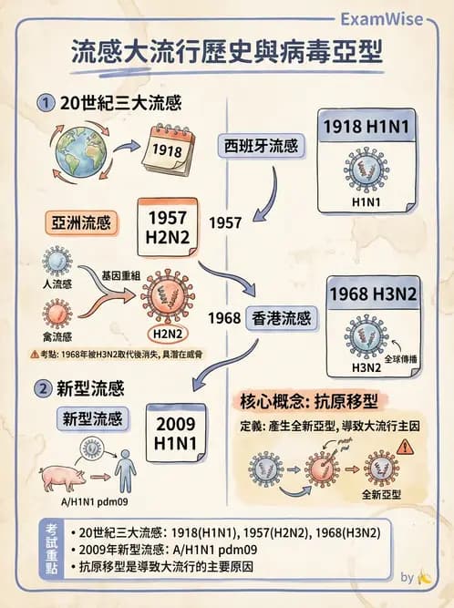 醫檢師 - 正黏液病毒科(流感) - AI 圖文解析預覽