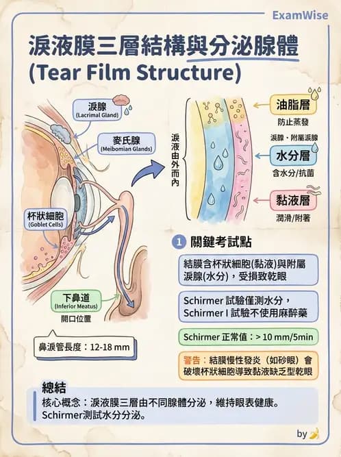 驗光師 - 眼附屬系統 - AI 圖文解析預覽