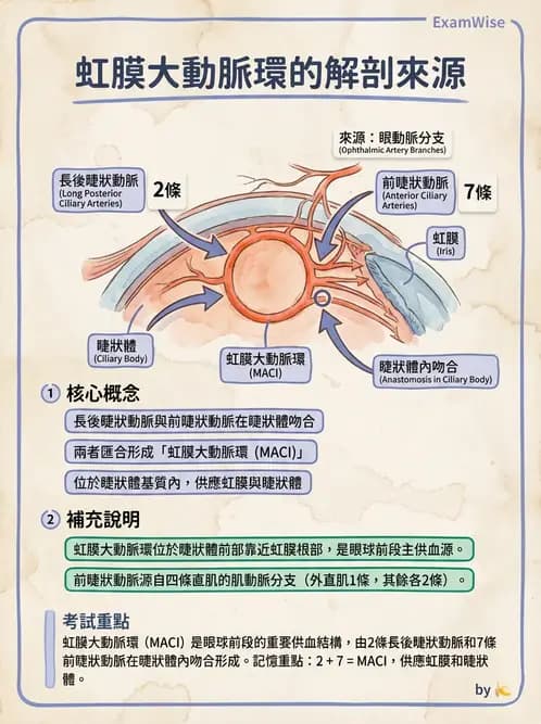 驗光師 - 眼循環系統 - AI 圖文解析預覽