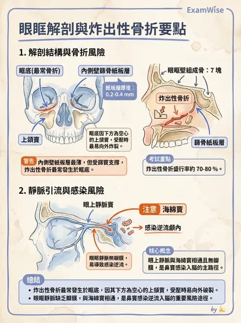 驗光師 - 眼窩骨骼與開口解剖 - AI 圖文解析預覽