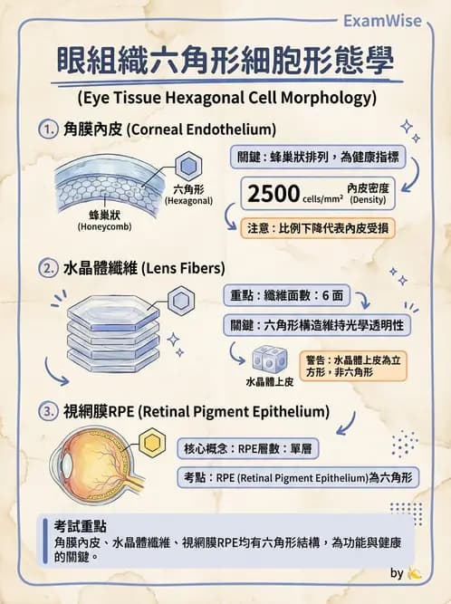 驗光師 - 眼球外層構造 - AI 圖文解析預覽