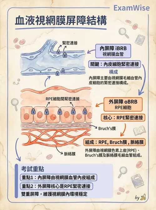 驗光師 - 視網膜 - AI 圖文解析預覽