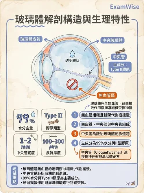 驗光師 - 水晶體與玻璃體 - AI 圖文解析預覽
