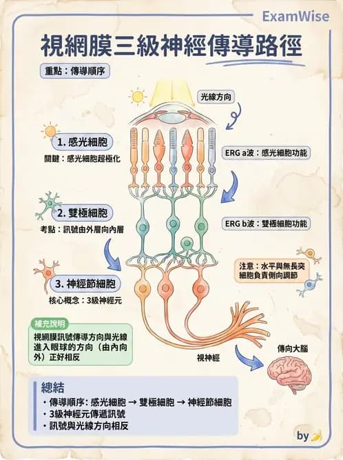 驗光師 - 視覺神經傳導系統 - AI 圖文解析預覽