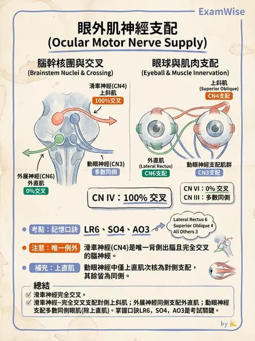 驗光師 - 眼外肌與眼球運動 - AI 圖文解析預覽