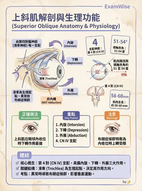 驗光師 - 眼外肌與眼球運動 - AI 圖文解析預覽