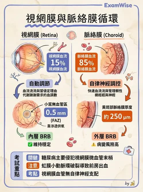 驗光師 - 眼循環系統 - AI 圖文解析預覽