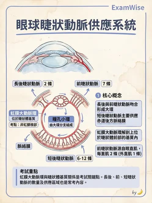 驗光師 - 眼循環系統 - AI 圖文解析預覽