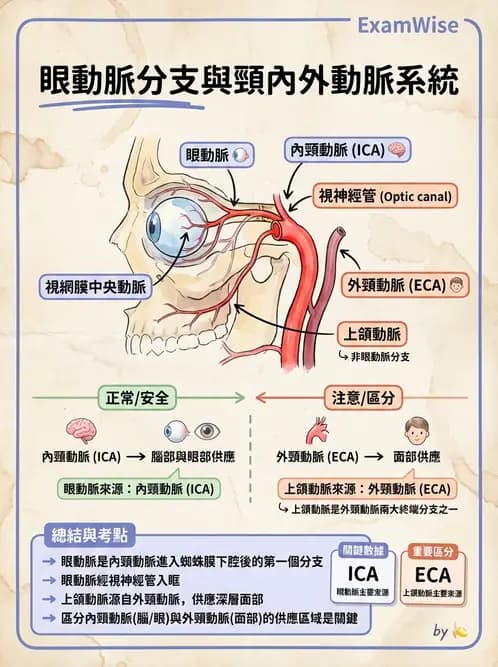 驗光師 - 眼循環系統 - AI 圖文解析預覽