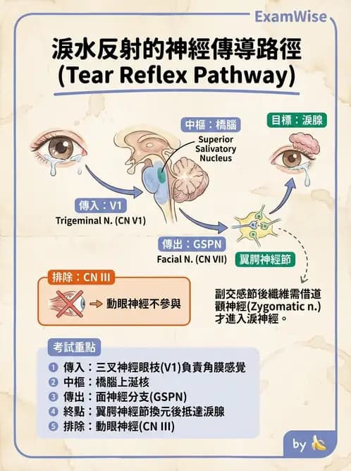 驗光師 - 眼附屬系統 - AI 圖文解析預覽