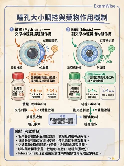 驗光師 - 眼部反射弧與自主神經調控 - AI 圖文解析預覽