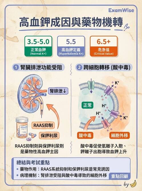 護理師 - 透析、電解質與酸鹼平衡 - AI 圖文解析預覽