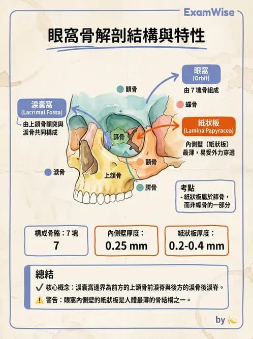 驗光師 - 眼窩骨骼與開口解剖 - AI 圖文解析預覽