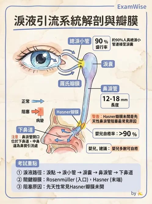 驗光師 - 眼附屬系統 - AI 圖文解析預覽