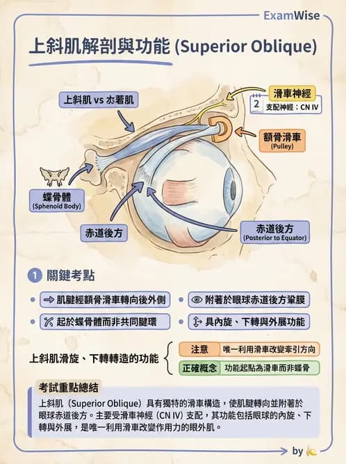 驗光師 - 眼外肌與眼球運動 - AI 圖文解析預覽