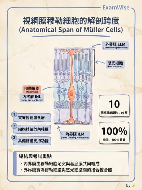 驗光師 - 視網膜 - AI 圖文解析預覽