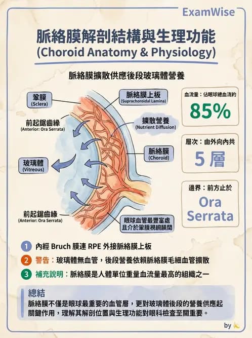 驗光師 - 眼球中層與前房 - AI 圖文解析預覽
