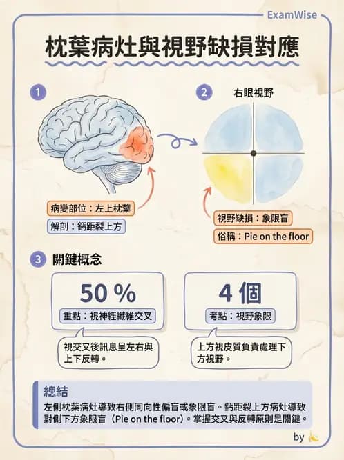 驗光師 - 視覺神經傳導系統 - AI 圖文解析預覽