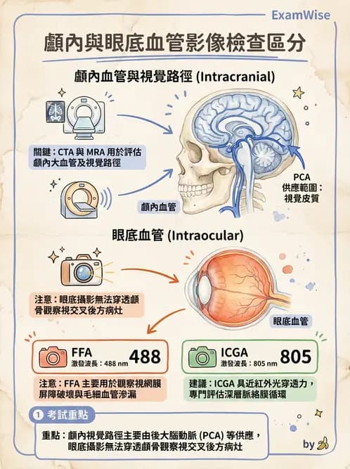 驗光師 - 視覺神經傳導系統 - AI 圖文解析預覽