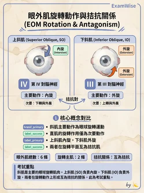 驗光師 - 眼外肌與眼球運動 - AI 圖文解析預覽