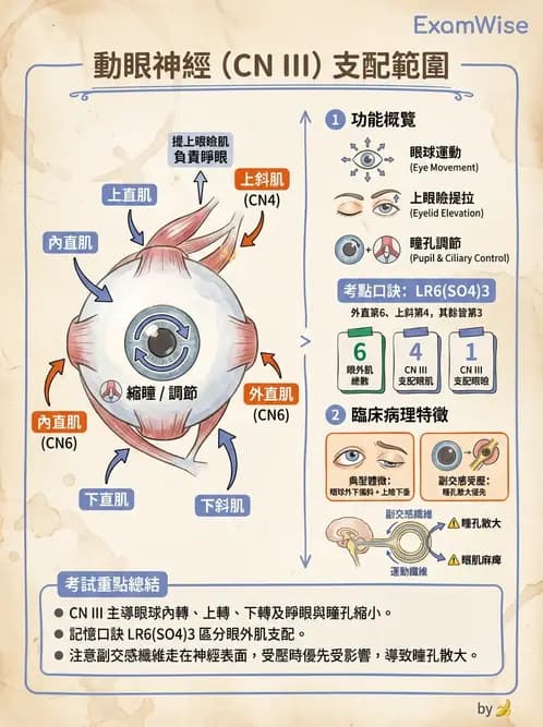 驗光師 - 眼部腦神經解剖與麻痺 - AI 圖文解析預覽