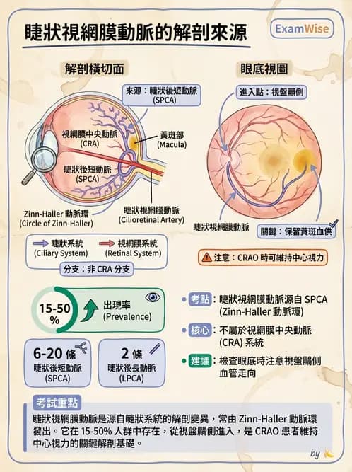 驗光師 - 眼循環系統 - AI 圖文解析預覽