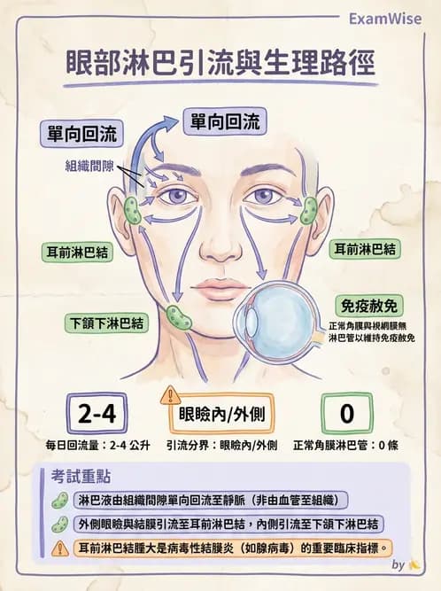 驗光師 - 眼循環系統 - AI 圖文解析預覽