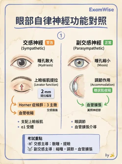 驗光師 - 眼部反射弧與自主神經調控 - AI 圖文解析預覽