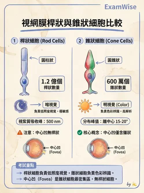 驗光師 - 視網膜 - AI 圖文解析預覽