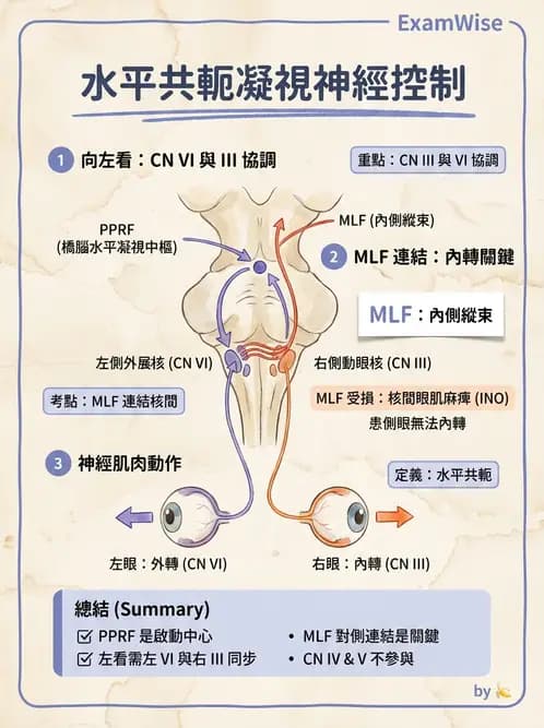 驗光師 - 眼外肌與眼球運動 - AI 圖文解析預覽
