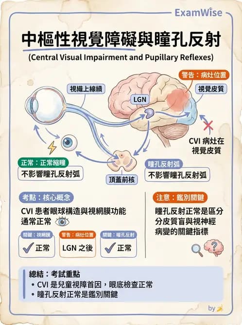 驗光師 - 視野評估與特殊族群檢查 - AI 圖文解析預覽