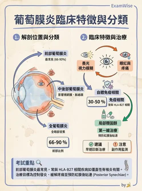 驗光師 - 葡萄膜炎與免疫相關眼病變 - AI 圖文解析預覽