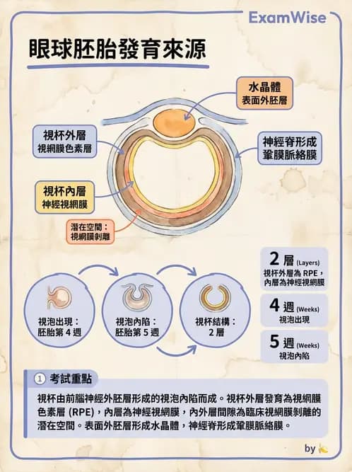 驗光師 - 眼球胚胎發育 - AI 圖文解析預覽
