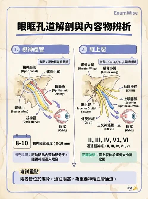 驗光師 - 眼窩骨骼與開口解剖 - AI 圖文解析預覽