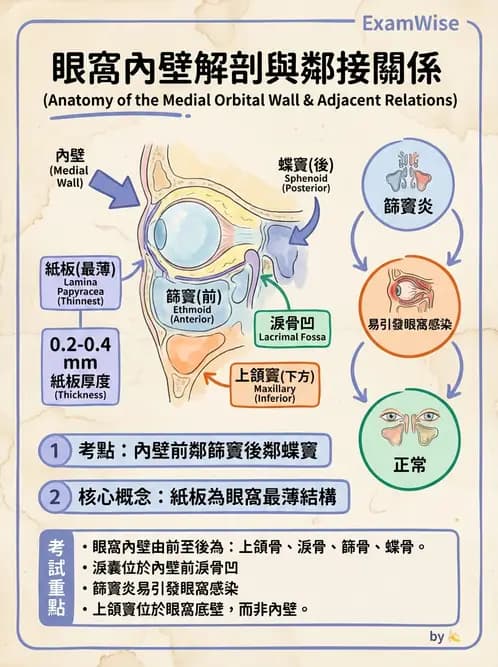 驗光師 - 眼窩骨骼與開口解剖 - AI 圖文解析預覽