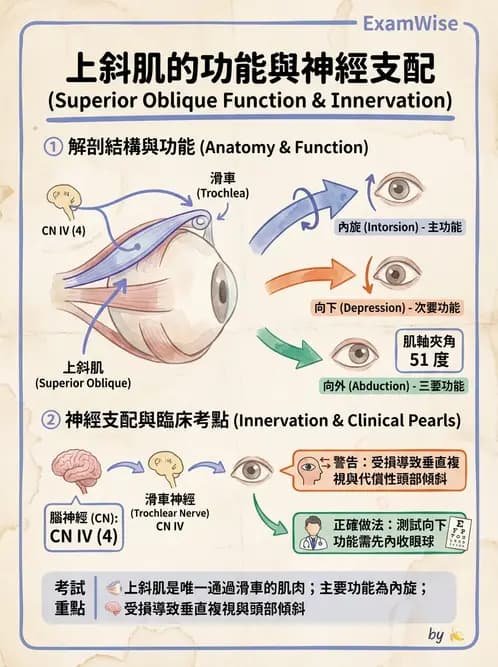 驗光師 - 眼外肌與眼球運動 - AI 圖文解析預覽