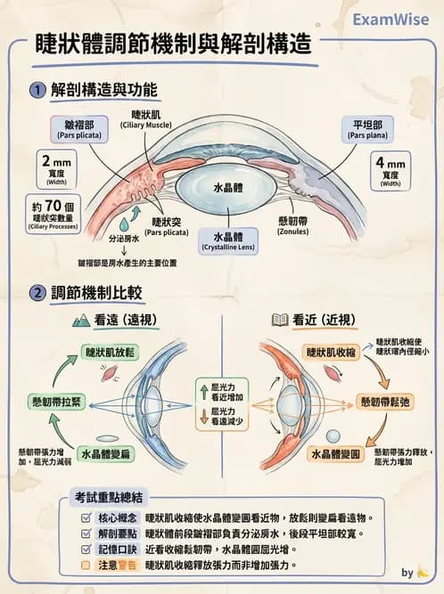 驗光師 - 眼球中層與前房 - AI 圖文解析預覽