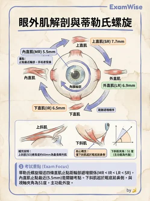 驗光師 - 眼外肌與眼球運動 - AI 圖文解析預覽