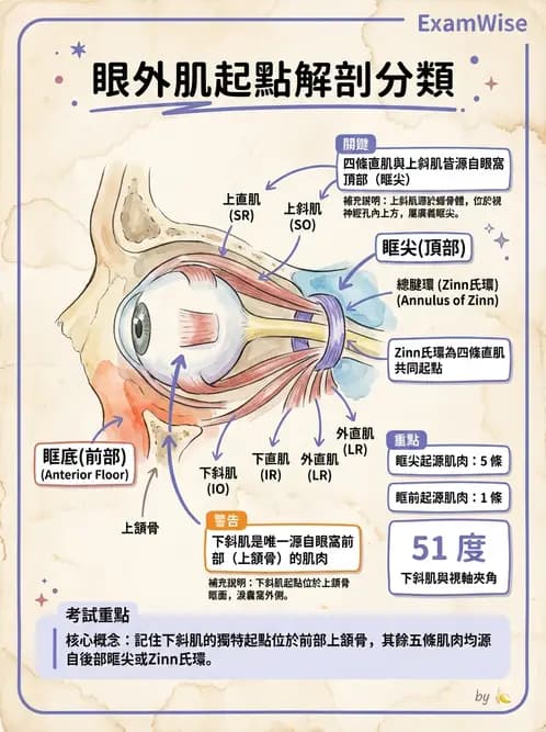 驗光師 - 眼外肌與眼球運動 - AI 圖文解析預覽