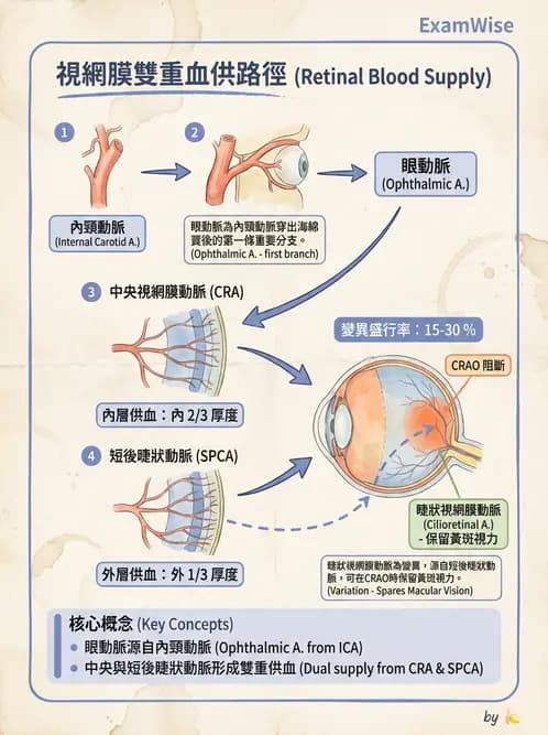 驗光師 - 眼循環系統 - AI 圖文解析預覽