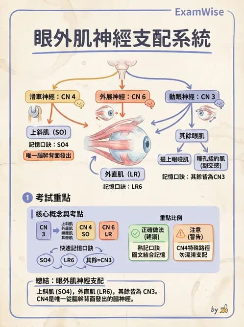 驗光師 - 眼部腦神經解剖與麻痺 - AI 圖文解析預覽