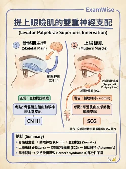 驗光師 - 眼部腦神經解剖與麻痺 - AI 圖文解析預覽