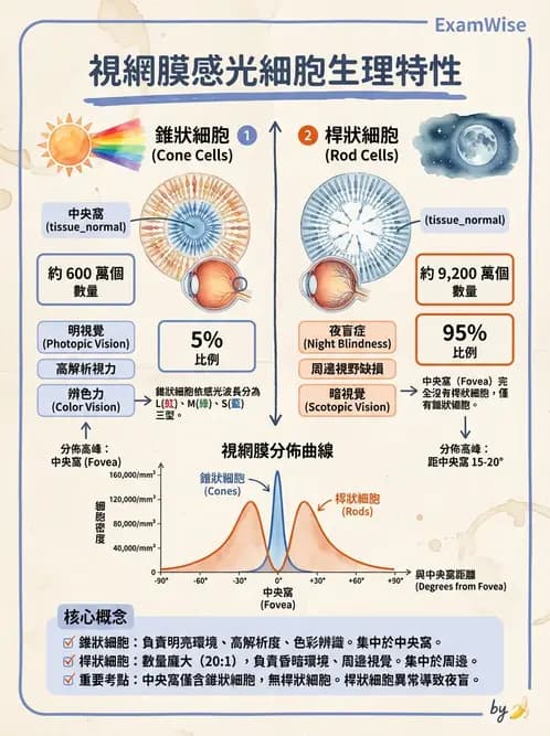 驗光師 - 視網膜 - AI 圖文解析預覽