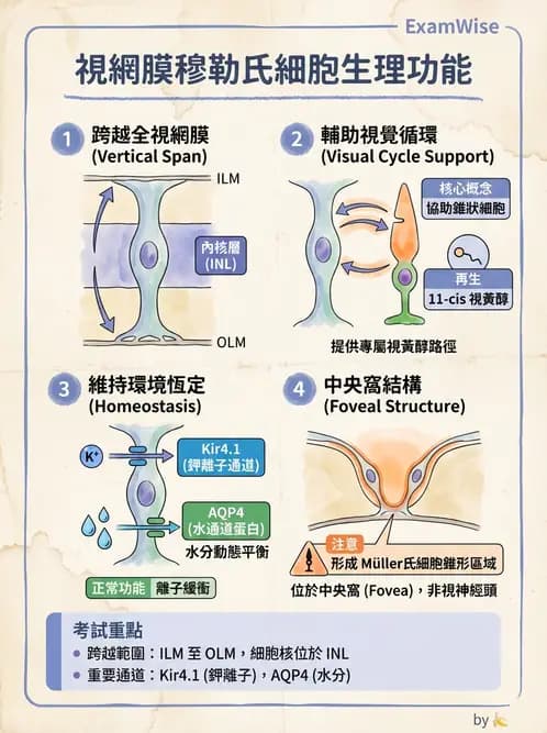 驗光師 - 視網膜 - AI 圖文解析預覽