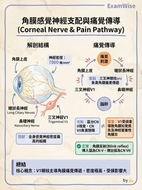 驗光師 - 眼部反射弧與自主神經調控 - AI 圖文解析預覽
