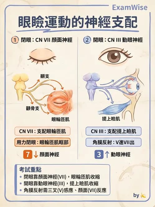 驗光師 - 眼部腦神經解剖與麻痺 - AI 圖文解析預覽